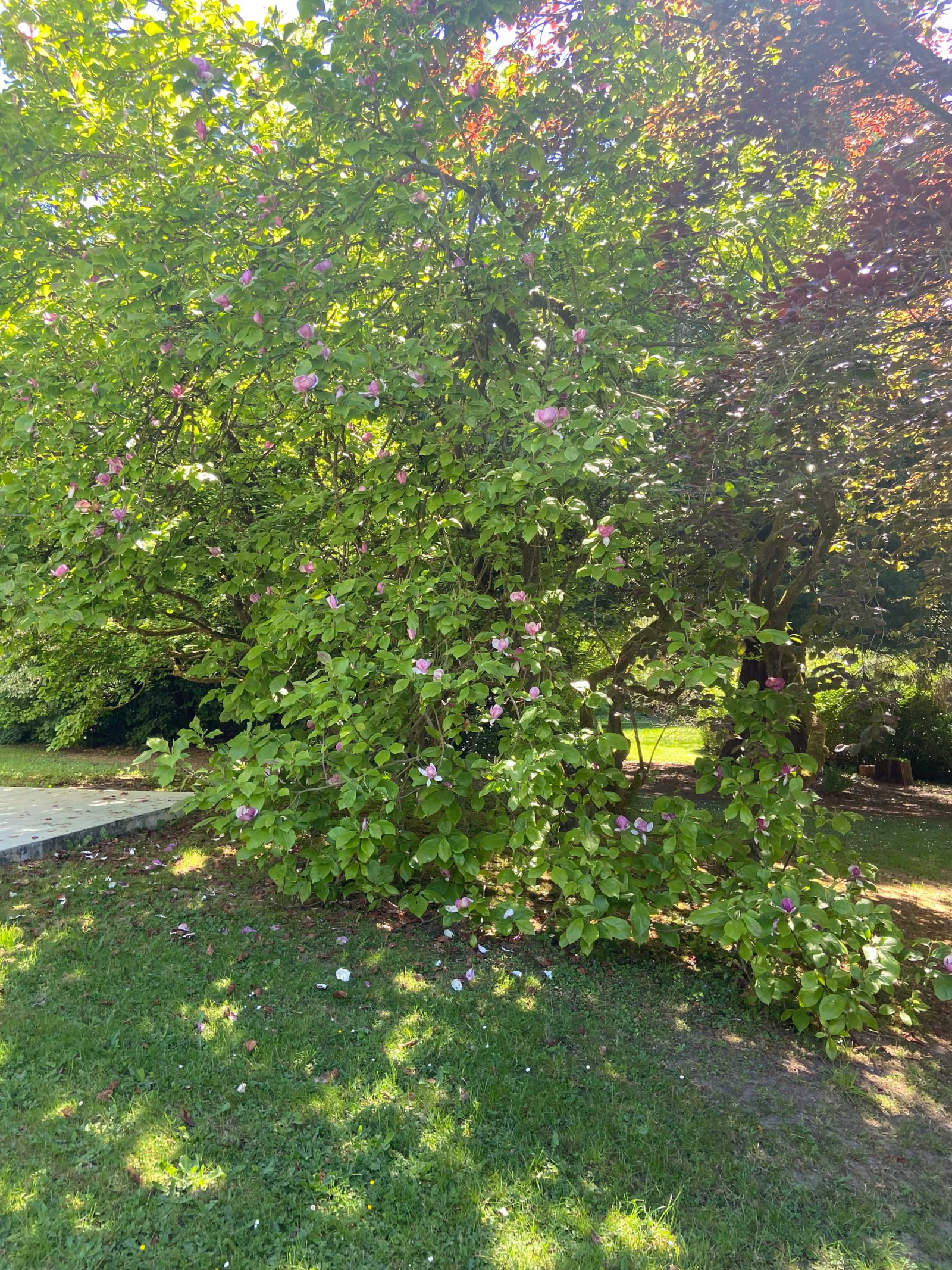 Image_, Maison, Mairieux, ref :AT460-9142