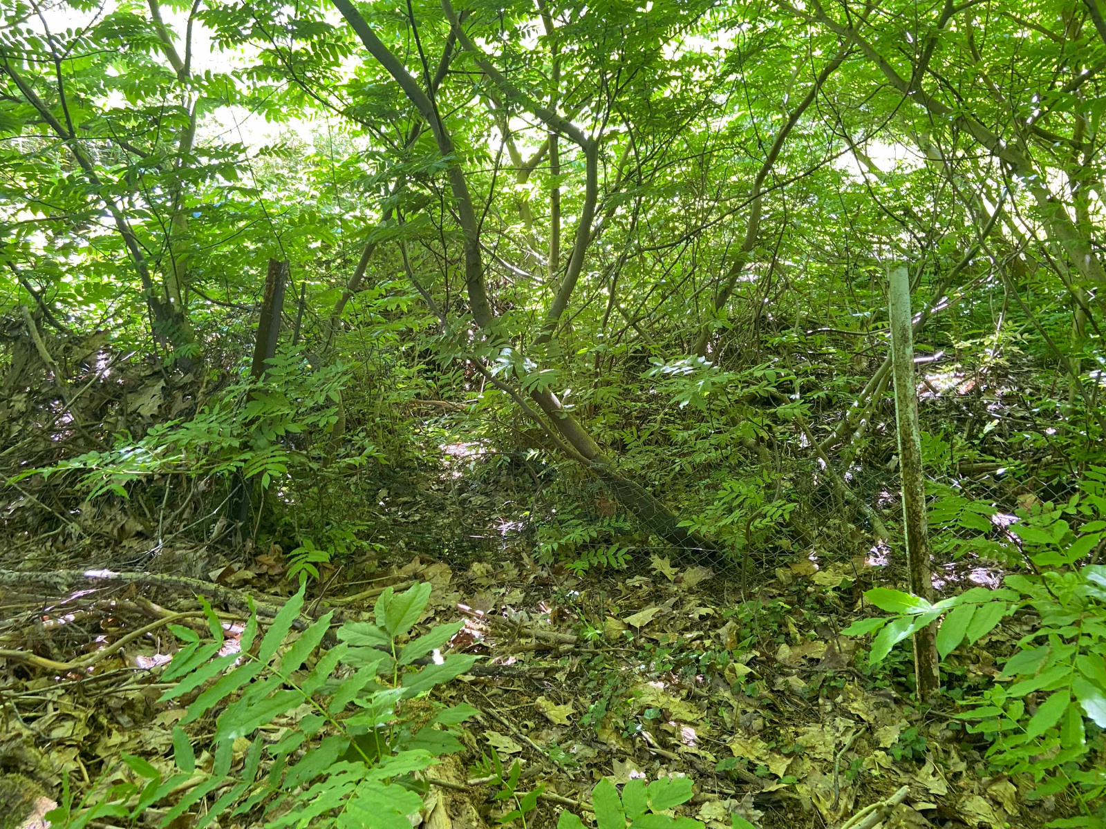 Image_, Maison, Mairieux, ref :AT460-9142