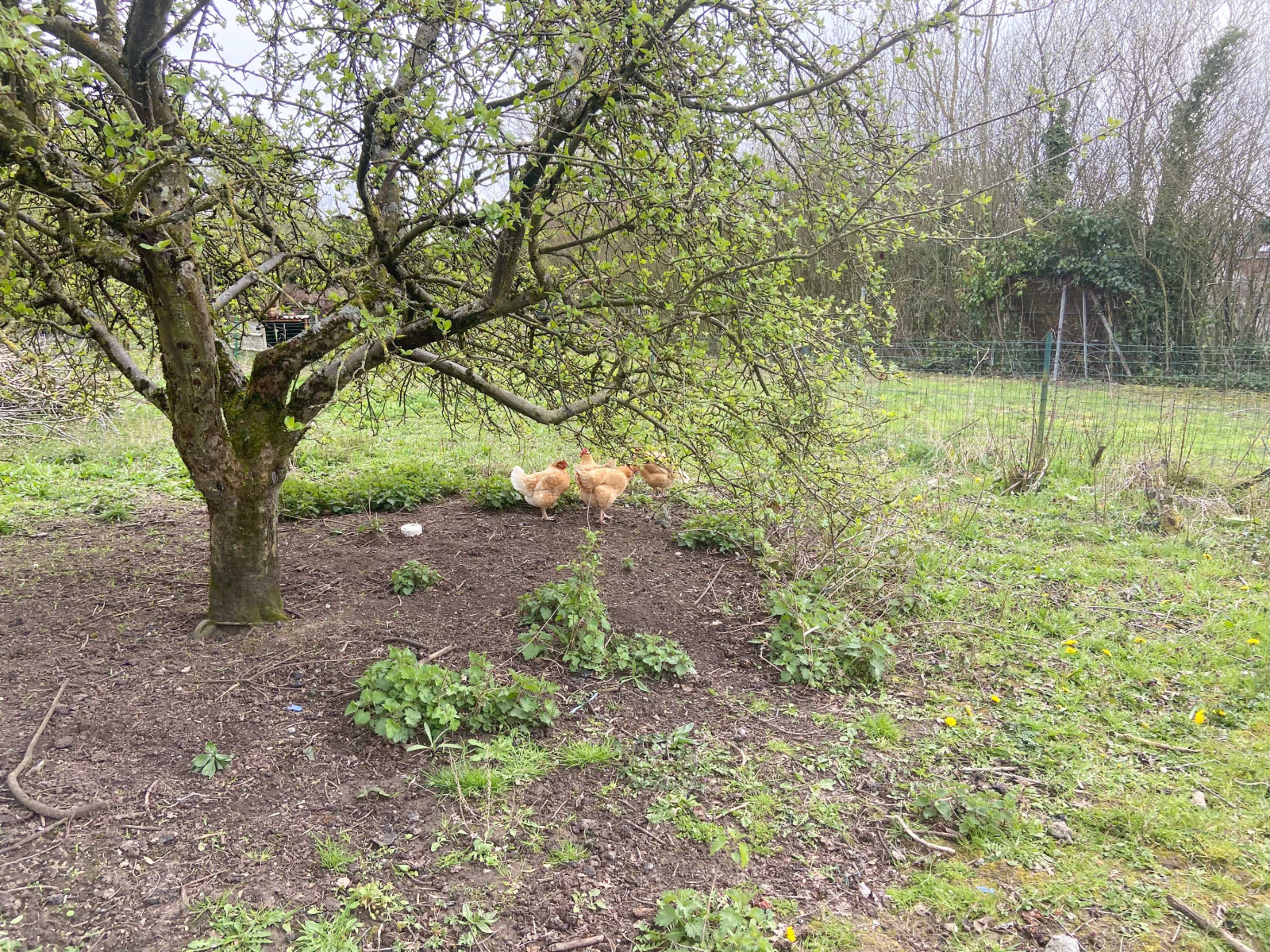 Image_, Maison, Jeumont, ref :AT460-9446