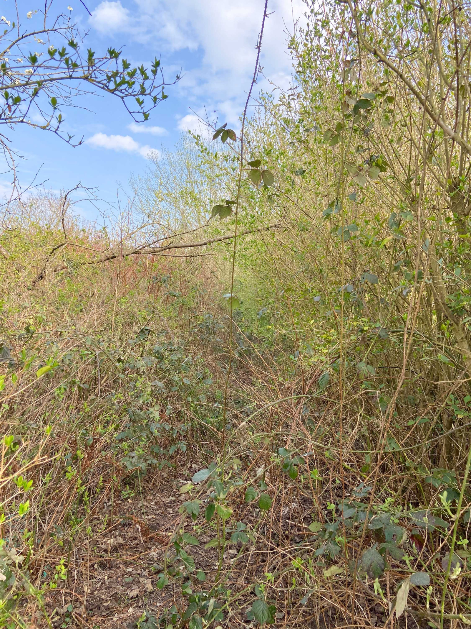 Image_, Maison, Jeumont, ref :AT460-8913